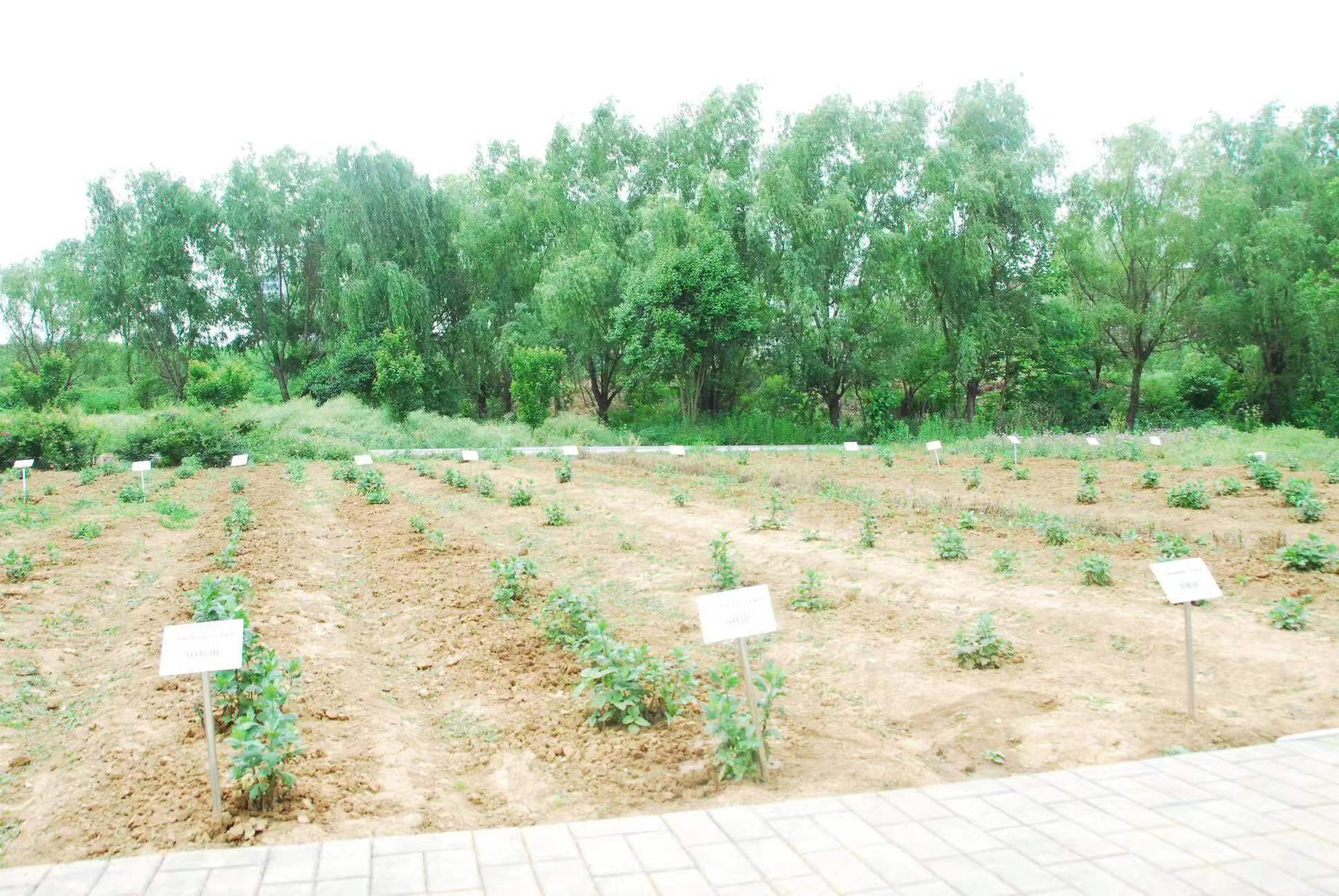 中国药科大学内，员工们的一块田。